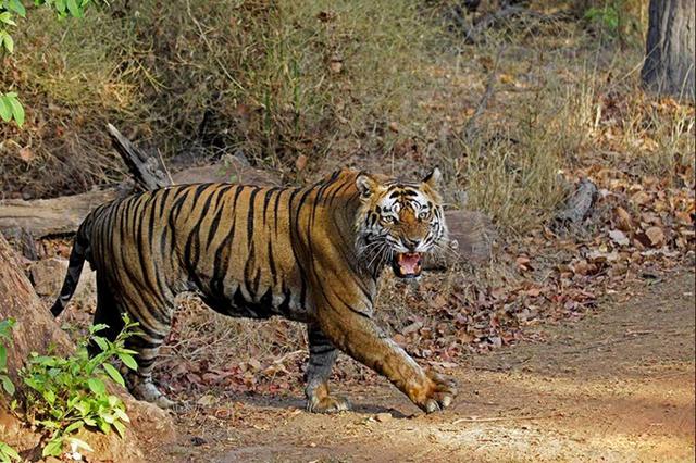 一孟加拉虎暴走2000多公里直线方向显示要去跟狮子单挑