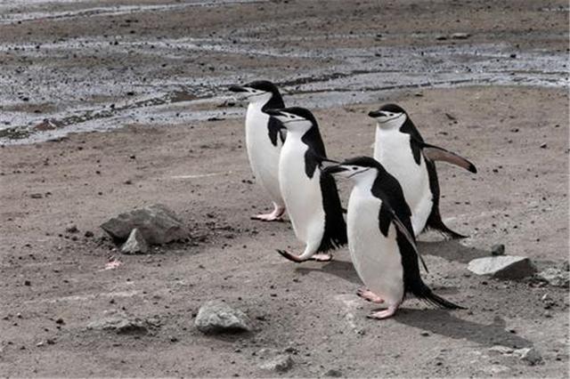 虽然这些企鹅分布的范围比较广,目前还没有灭绝的可能性,但是它们已经
