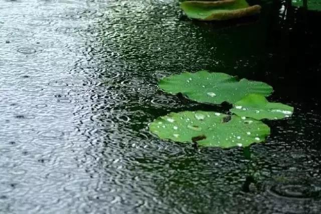 19首古诗词赏尽夏雨：古诗词里的夏雨，每一首都诗情画意！|夏雨|古诗词|诗情画意_新浪新闻