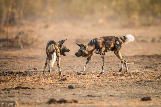 狮,豹进食时为什么能容忍胡狼,野犬在旁边不断骚扰?