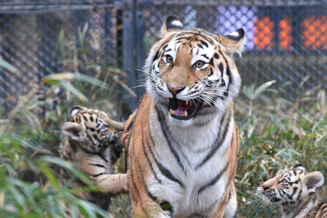 调皮小老虎又不听话,虎妈朝它张开嘴后,虎宝宝竟乖巧了起来