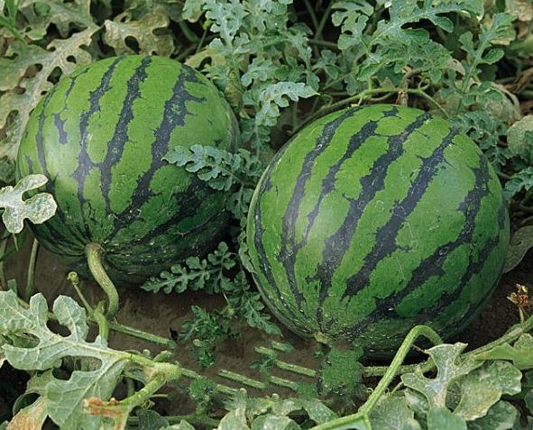 刚知道,保存西瓜竟然这么简单!1个土方法,7天不坏,准保新鲜