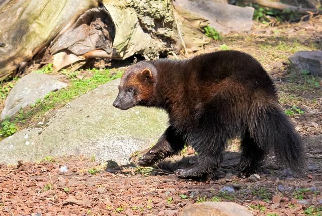 艾克猛獾鼬科动物史上最强者拥有超豹子的体型和战斗力