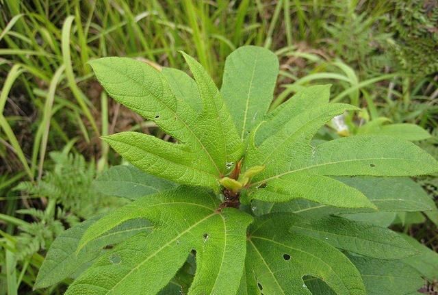 農村一野生植物葉似五指果似毛桃味似椰香你家鄉有嗎