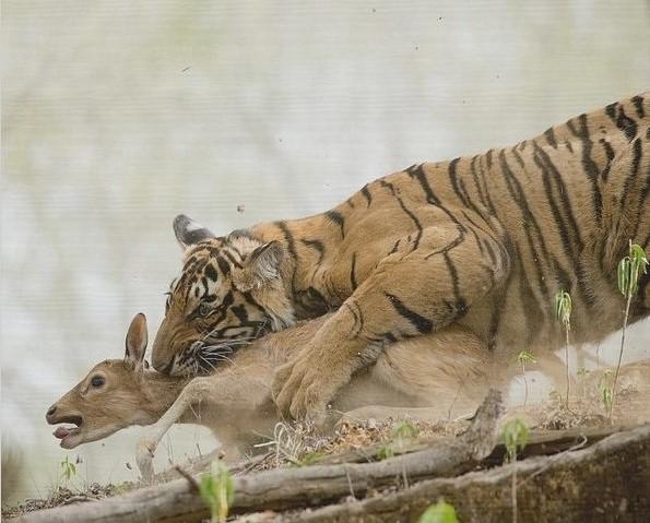老虎会捕食熊猫吗它们是否在同一片生境中生活过