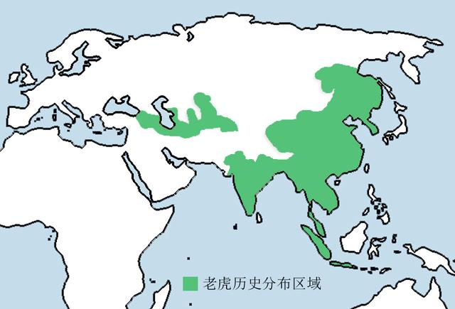 且看东北虎与狼,西伯利亚一哥与三弟的长期较量