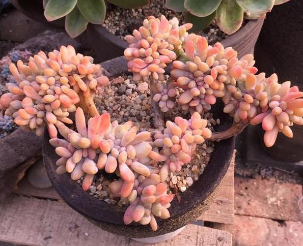 盆栽景天科多肉醉美人,管理从3点着手,叶片红扑扑似葡萄