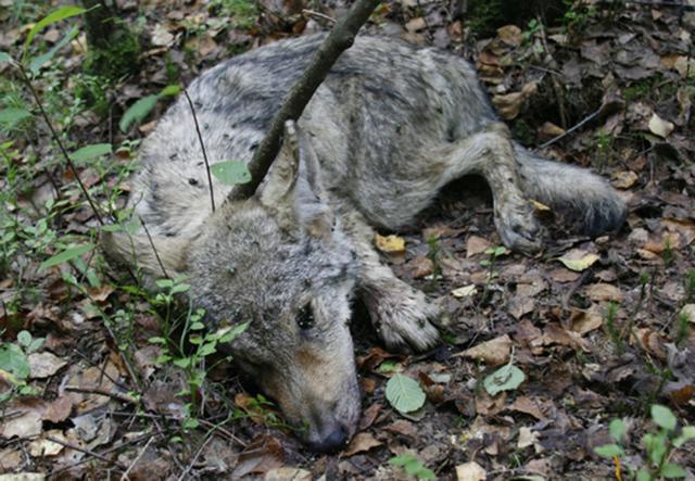 猞猁能打赢狼吗在白俄罗斯一森林里欧亚猞猁大杀四方