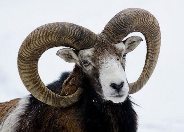 最憋屈的羊,犄角既是它们的防卫武器,也是致使它们死亡的凶手
