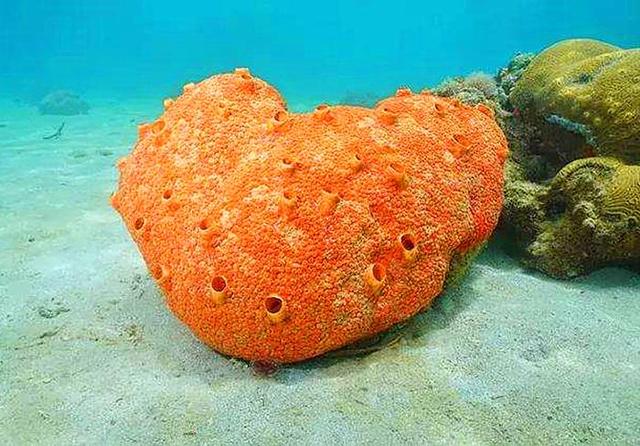 三,捕食方法海绵动物是滤食动物,它们滤取水中细小的碎石和细菌为食