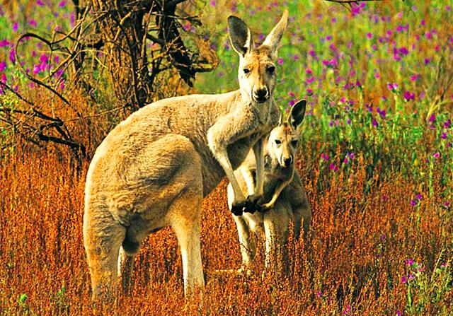 怀胎三年的故事只是神话传说吗袋鼠一家表示只是常规操作