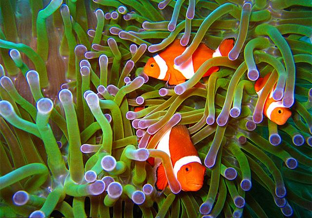 小丑鱼看似父慈子孝,但家庭关系却相当混乱,爸爸都能随便换