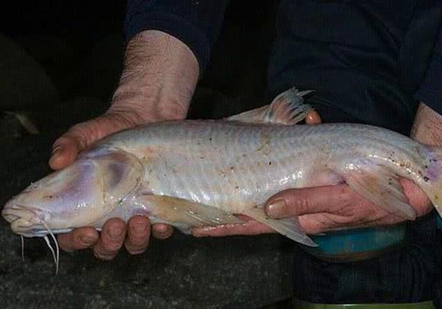 45厘米的洞穴鱼被生物学家发现,没有双眼却能在水中畅行