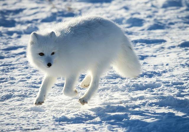 北极狐换毛图片