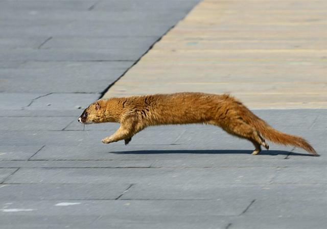 其实黄鼠狼在正常的环境中生活,对它来说基本不存在什么天敌,所以它