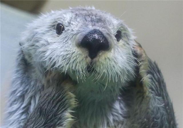 让我们来看看它是怎么当上一个精致的海獭女孩吧