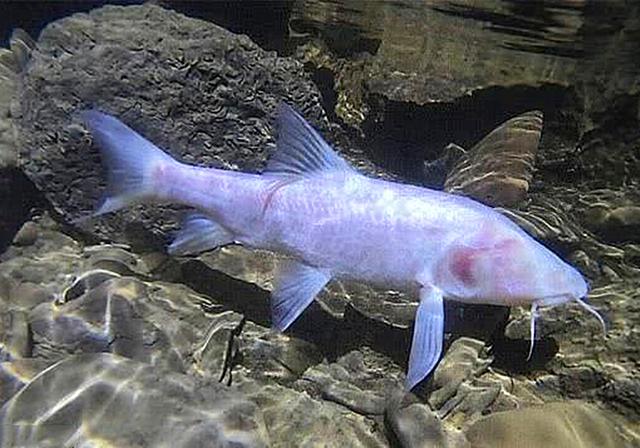 45厘米的洞穴鱼被生物学家发现,没有双眼却能在水中畅行