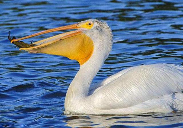 鹈鹕大嘴似饕餮,所见之物都要试吃,难不成是羊城来的?|鹈鹕|大嘴|饕餮