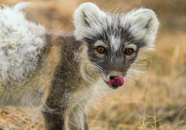 北极狐换毛宛如卸妆,处于颜值低谷还被路人偷拍,狐狸:求删照片