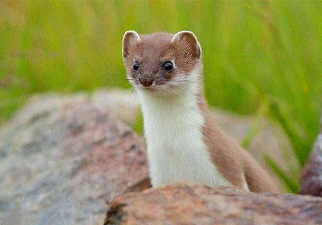 辟谣,黄鼠狼真喜欢给鸡拜年吗?不,其实它更喜欢造访老鼠窝