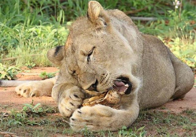 狮子看上陆龟肉,设法将其吃进肚中,可惜结果却令狮崩溃大叫
