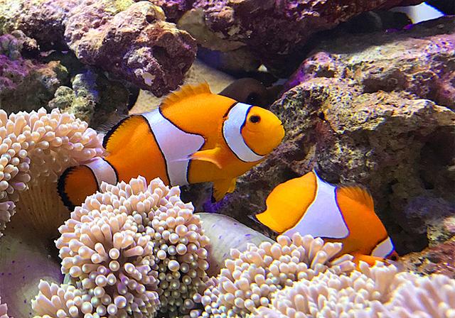 小丑鱼看似父慈子孝,但家庭关系却相当混乱,爸爸都能随便换