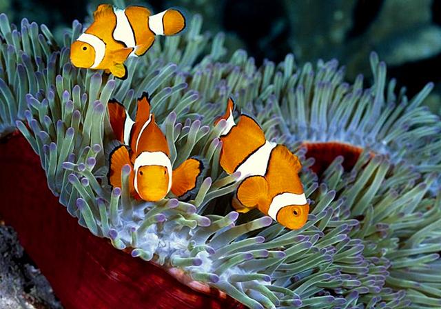 会发现爸爸变成了妈妈,而且值得注意的是,小丑鱼的性别转变是不可逆的