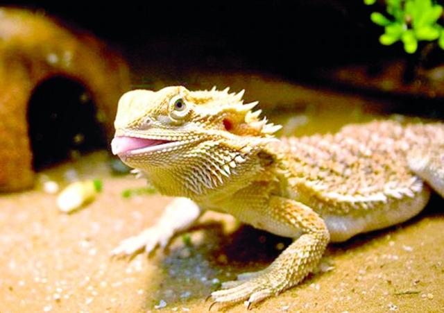 鬃狮蜥因先天残疾被抛弃新主人定制神奇装置蜥蜴因此重获新生