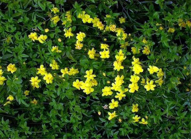 1种花人称迎夏花朵清新雅致比迎春花还美1盆开上千朵