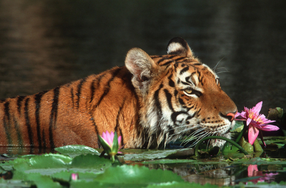 到底是怎样的诗人,写出了"心有猛虎,细嗅蔷薇"这么美的诗句?