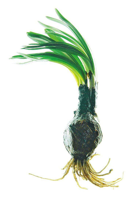 花卉植物换锦花和鹿葱如何区别