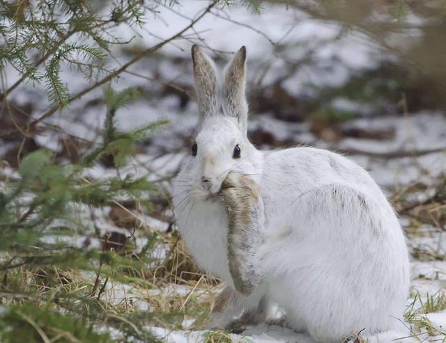 兔子软萌的外表下,也有一颗吃肉的心,甚至会吃腐肉|北极|凯文|野兔