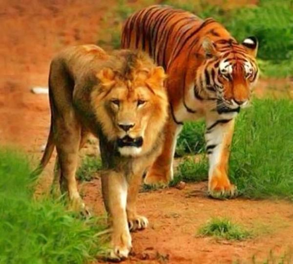 实际上雄狮的基因并不会让它无限生长