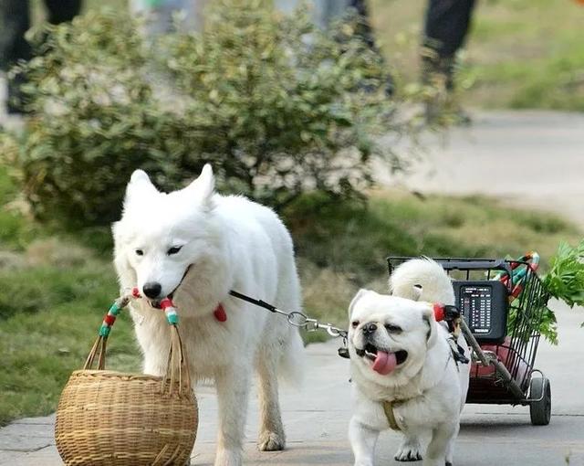 狗狗不服从主人怎么办?教你五个方法治治它