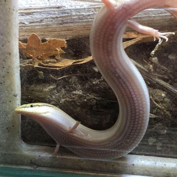 进化史的奇迹三趾石龙子一种卵生和胎生并存的生物