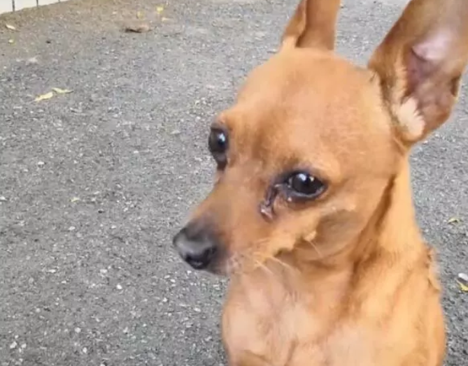 流浪狗被施舍后哭泣两眼泪汪汪站在前面求人收养