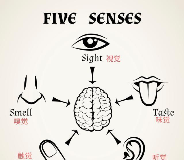 五种感觉器官图片