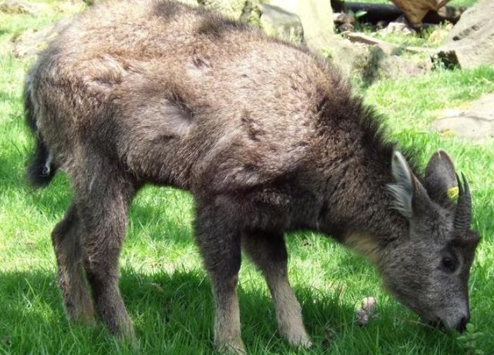 浙江老农发现一"四不像",村民都没见过,专家:立刻封锁村庄