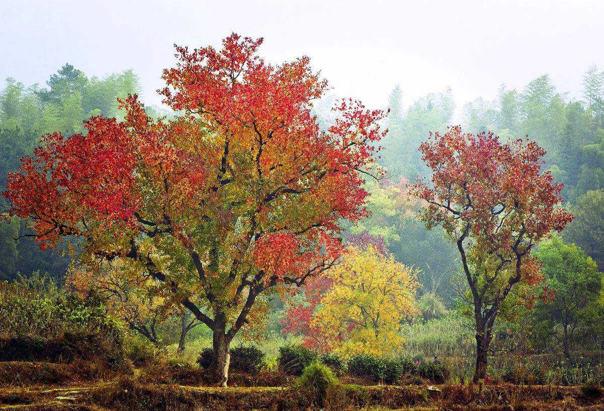 本以为大有用处,没想到对环境造成很大影响|用处|野兔|乌桕_新浪新闻