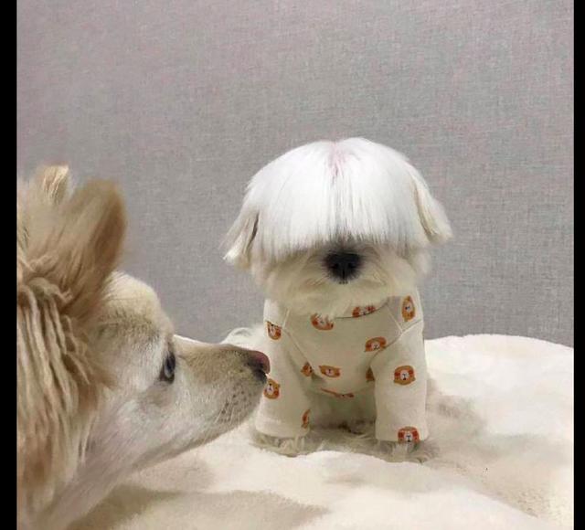 狗狗刘海太长了,都遮住了它的眼,狗:是谁遮住了眼,忘了掀开?