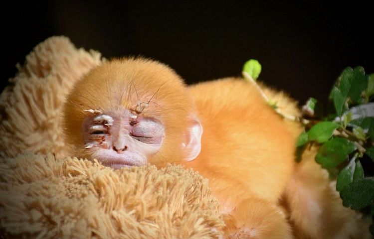 猴宝宝出生没多久,紧抱毛绒玩具不放,这一幕让人看了心酸