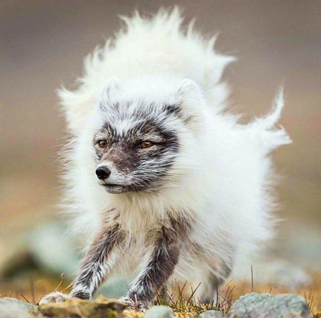 北极狐换毛宛如卸妆,处于颜值低谷还被路人偷拍,狐狸:求删照片