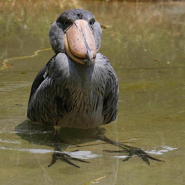是呆萌还是王者被称为鸟界哈士奇的鲸头鹳竟会如此狩猎