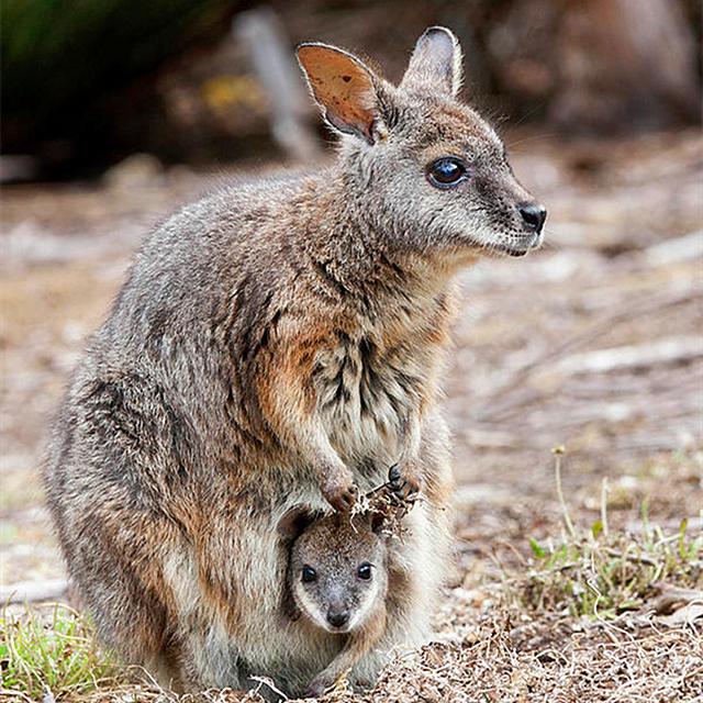 怀胎三年的故事只是神话传说吗袋鼠一家表示只是常规操作