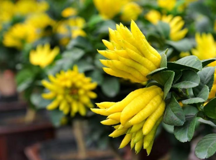 丽姐说花卉:千指佛手其特点果个头小,数量多,树形美,枝条上少