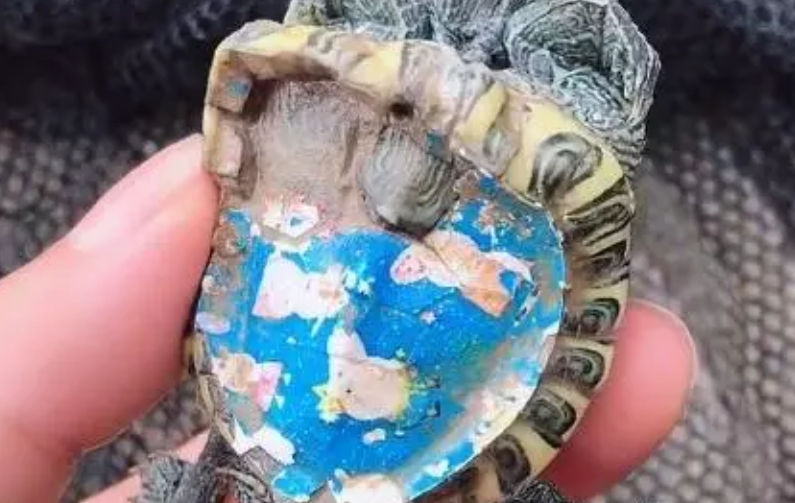 乌龟被染上漂亮颜色,过后不久龟发生变化,遭人厌烦抛弃