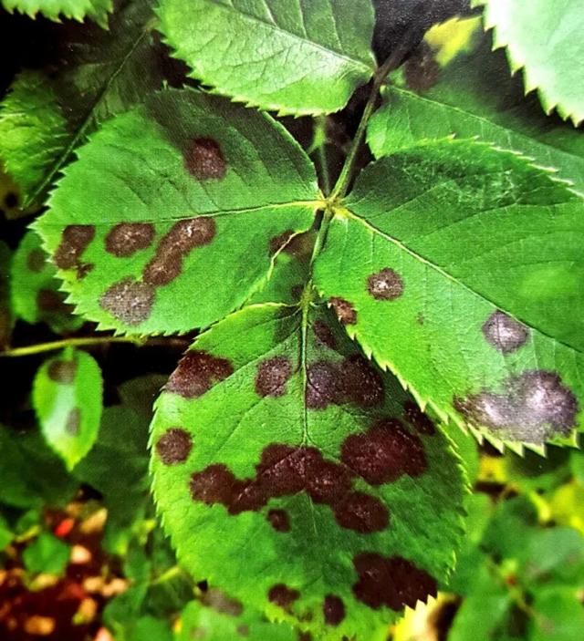 6月即到,阳台上的盆栽月季这样养必能爆花到让你欣喜