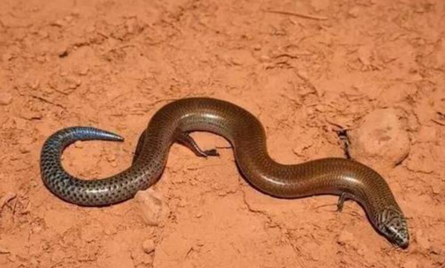 进化史的奇迹三趾石龙子一种卵生和胎生并存的生物