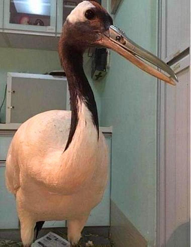 丹顶鹤为爱被折断鸟嘴,安装铁嘴后神气十足,其它鹤:告辞