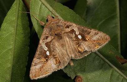 粮食|夜蛾|灾难_新浪新闻